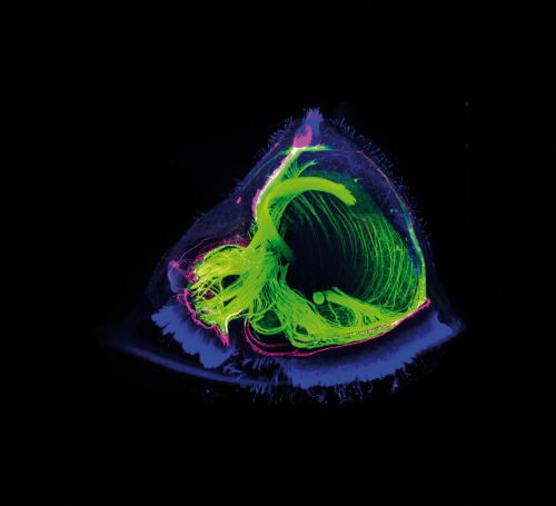 Confocal image of Membranipora membranacea. The triple staining shows three organs in one image. Cel