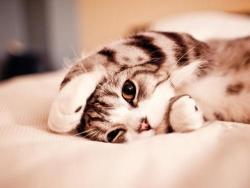 Cute Cat ♥ 