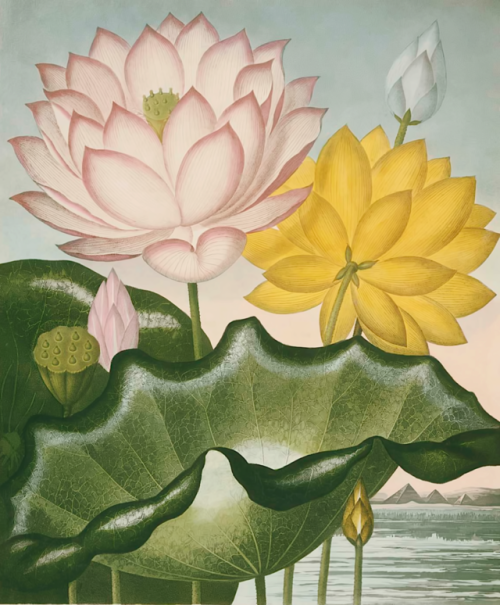 Illustrations from The temple of Flora - Robert John Thornton - c.1799-1807 - via MFA Boston - 