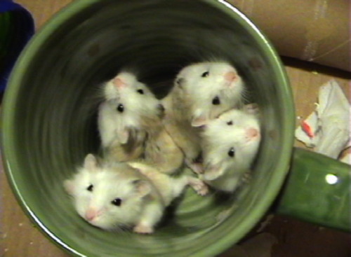 hamsters-in-cups:  Four widdle hammies in a cup… 