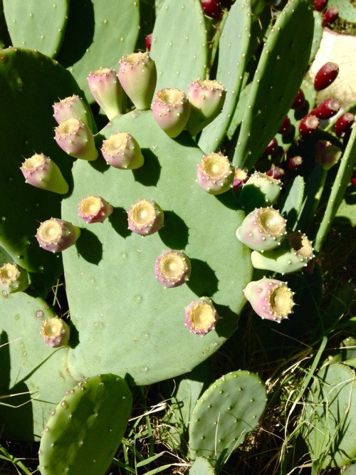 11.7.16 - I am obsessed with prickly pears.