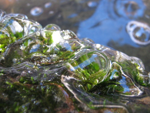 doorfus: photapir:Moss frozen in ice on Lacamas Creek at the Lower Falls below McEnry Bridge, 15 Jan