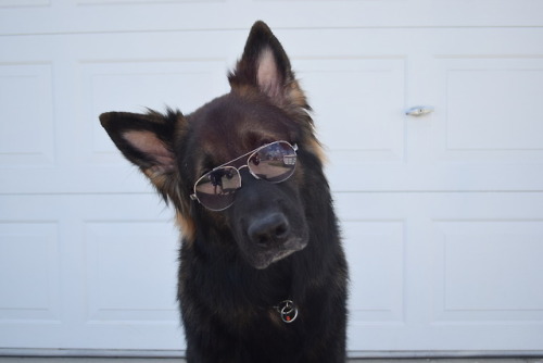 pawsitivelypowerful:I always though he looked like an aviator guy.