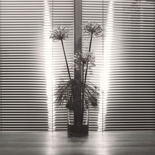 disease:  ROBERT MAPPLETHORPE / FLOWER / 1980[gelatin silver print | 14 x 14″]