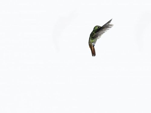 darksilenceinsuburbia:  Sanna Kannisto. Act of flying, amazilia tzacatl (25), 2007. C-print / diasec, 44,0 x 56,0 cm. Act of flying, amazilia tzacatl (19), 2007. C-print / diasec,  44,0 x 56,0 cm. Act of flying, amazilia tzacatl (22), 2007. C-print
