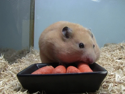 Soyunalbondiga Cineraria 人参で顔が変わっちゃったハムスター Hamster Face