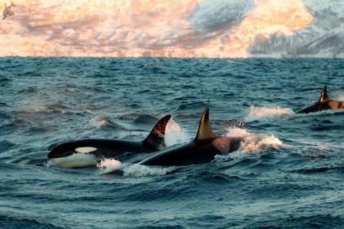 theblackcatsays: Orcas in Norway on January 26, 2019 Source: (x)