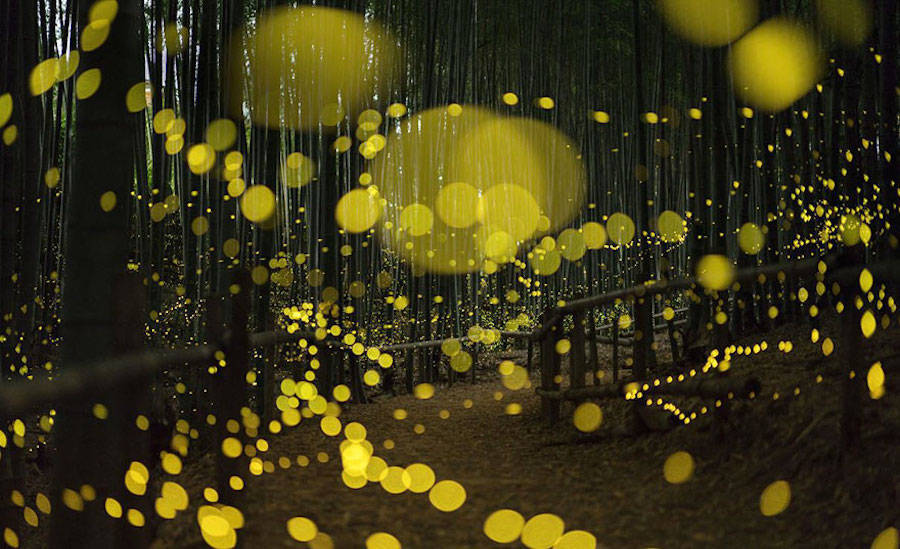 culturenlifestyle: Gold Fireflies Dance Through Japanese Enchanted Forest in the