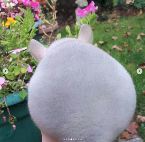 babyanimalgifs:photos via @camerons_chinchillas