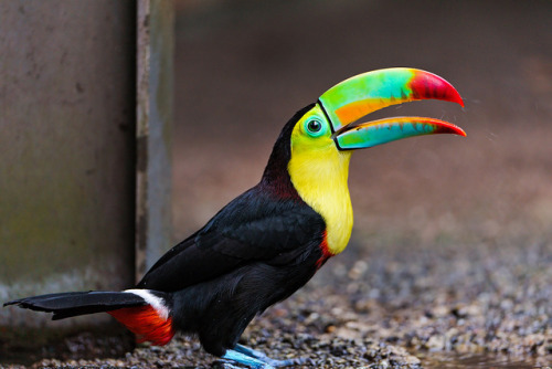 Keel billed toucan