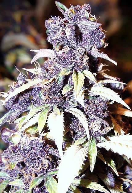 pittl:  New Post has been published on Potterest http://potterest.com