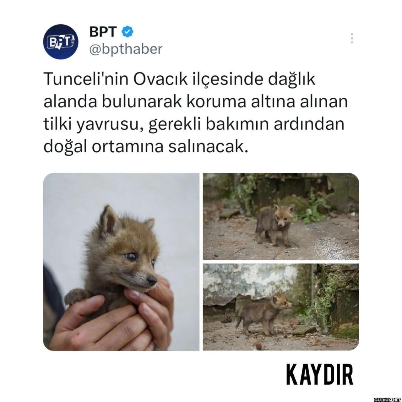 Şimdi durduk yere tilki...