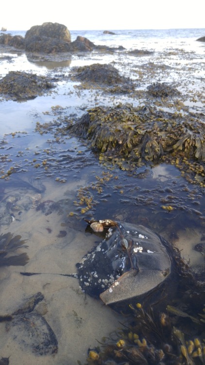 organichaos: I found a huge horseshoe crab wedged between two rocks, stuck real bad, and somewhat wo