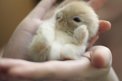 veinsareamaptoyourheart:  Hey, so stop your scrolling for a bit think about baby bunnies, and how they actually exist. Like, they’re just little balls of fluff?   with tiny, itty-bitty noses and whiskers,  and little precious paws.  they can have ears