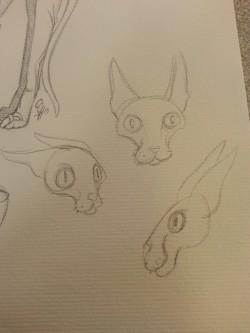 10 second cat faces. I like. Gotta work on