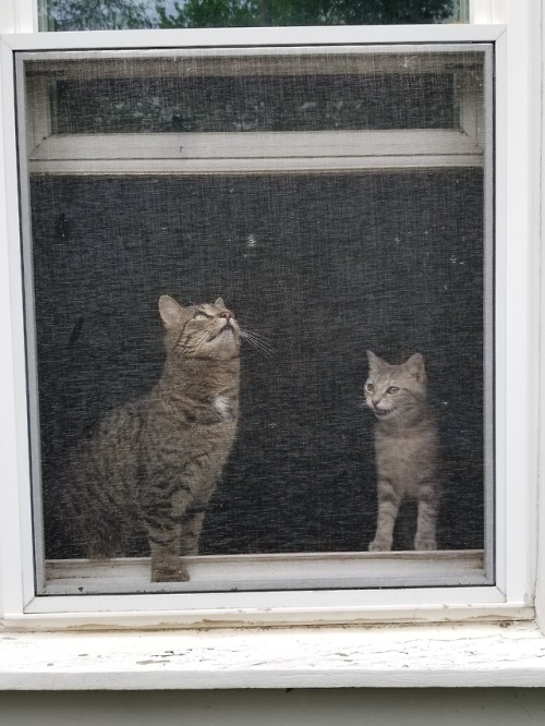 aboutsixplums:Two dips in a window. Exasperated reminder that Chunk, right, is a ~full-grown cat.~