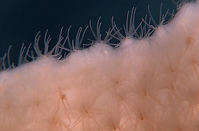 discoverynews:  What Will You Find Deep (Like Way Deep) Under Water in Hawaii? These