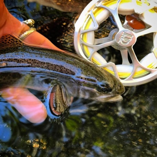 wish4fish: Wild baby Bows in the Smokies on the @rossreels Colorado LT #wish4fish #rossreels #flyfis