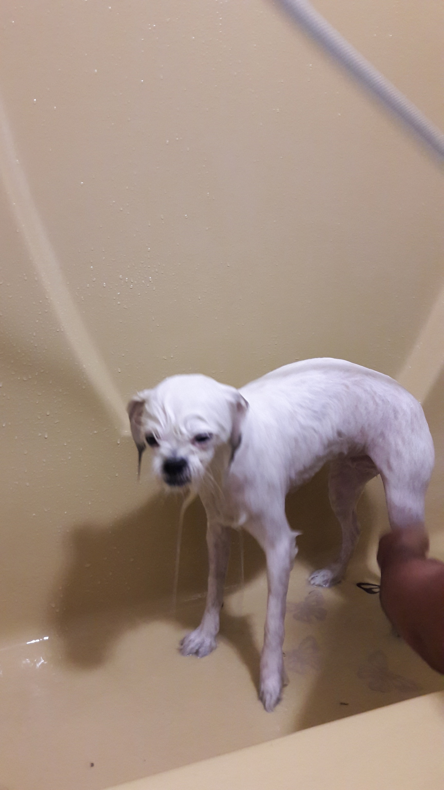 quinn-tessent1al: b1sky:   boymilk:  me bathing my dog: ohhhhh does she like the water!!! is it waaarrrm!!! ooooo shes gonna be so cleeeaaaan shes a clean little goorrrl gonna smell so goooood!!!!! my dog in the tub looking like a sad wet rat:       I