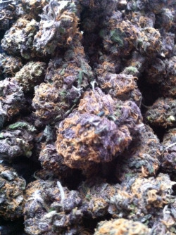 the-stoner-sage:Some purp to enjoy in this
