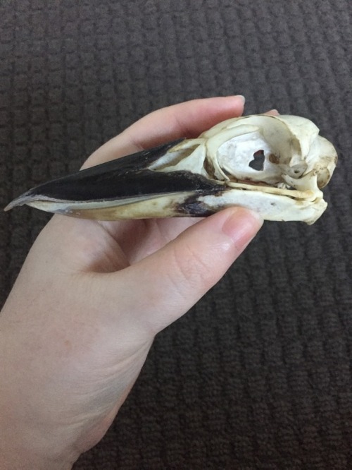 Kookaburra skull