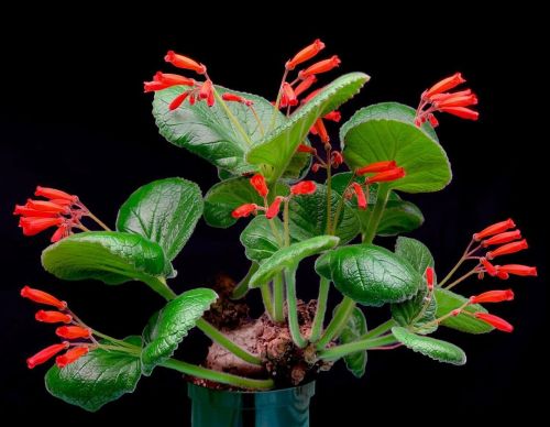 gesneriads: Sinningia macropoda. 30 year old tuber. #gesneriaceae #gesneriadsofinstagram #houseplant