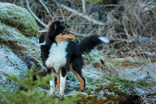 spartathesheltie:While waiting for snow, we’ll just have to settle for frost. Sparta doesn’t know what she’s missing yet.