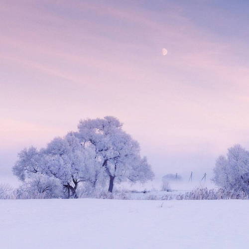 landscape-photo-graphy:  Photographer Captures the Pastel Pink and Blue Hues of a Snowy Landscape Photographer Alex Ugalnikov captures the soft hazy blue and pink hues of the snowy Belarus landscape. The morning fog, the gentle reflections of the snow