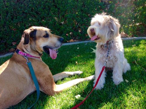 My Great Dane got to pretend she was a little dog with these adorable guy. The benefits of dog sitti