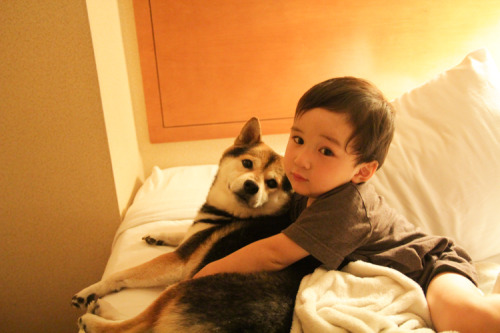 littlerenny:ladidaboo:phtocrdt_ shiba inuSO CUTE OMG 