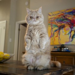 mayahan:  George the Cat Loves Standing on