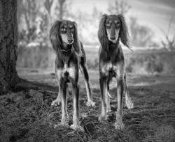 handsomedogs:  Two beautiful Salukis Photo