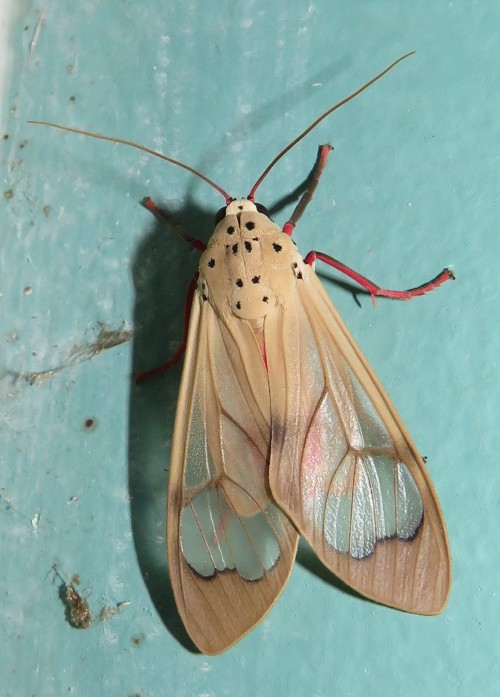 onenicebugperday:Tiger moth,Amerila vitrea, AfricaPhotos bymagdastlucia