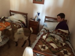 armadillo:  Ok so I woke up this morning and there was a fucking goat in my room 