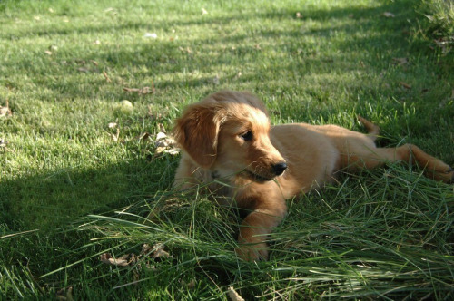 animalrates:  animal rates?via @anna
