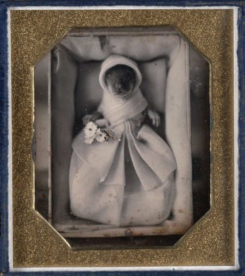 UnknownGenushe (animal post-mortem) c. 1845-1846 Daguerreotype,...