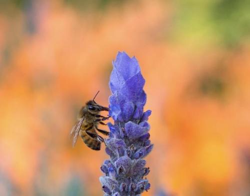 Bee in my parent’s garden with Autumn tree backdrop [1584x1245]