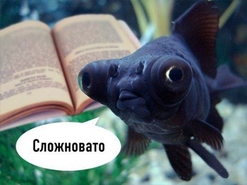 thottielamottie:  k so i made this new russian friend at school this week and we were talking about memes, you know, as one does, and she was telling me about this underground russian meme where its pics of fish reading and saying shit like “i cant