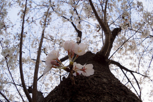 japan-overload:Flowers! by Kenny Banana on Flickr.