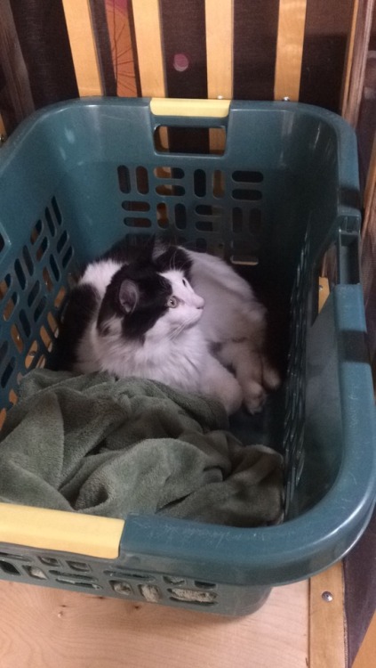 Jasper enjoys the new laundry chute(submitted by @bracketier)