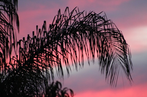 Some photos I took a week or two ago.The sky turns this amazing cotton candy color and I just can&rs