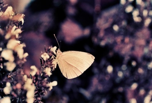 lomographyjp:  Awesome Albums: 『Still To Come』by andyresag LomoChrome Purpleフィルムが作り出す、キャンディーカラーの蝶々や花々が美しい、不思議な世界へ足を踏み入れてみましょう。 記事はこちら 