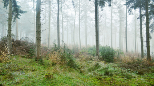 90377:Winter Forest by scotbot on Flickr.