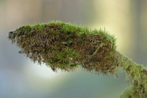 Lichens and moss on dead branches.Lavar och mossa på döda grenar.