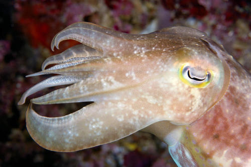 underthevastblueseas: Dave Fleetham Fave animal