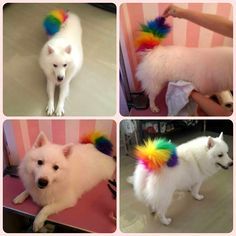 the only true LGBT ally