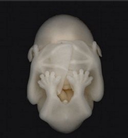 Bat Embryo