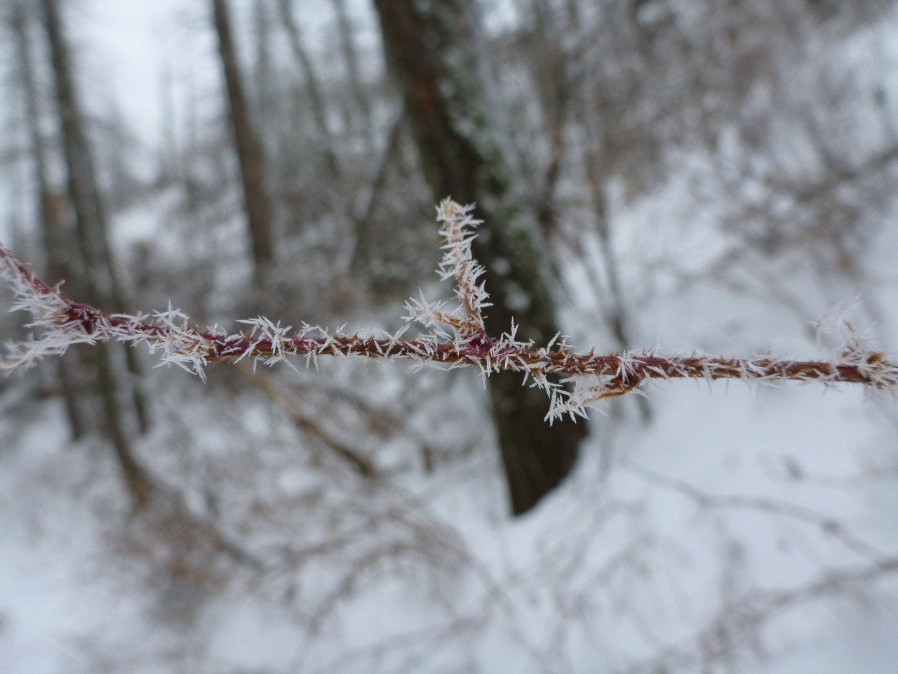 threemonthsandaday:  hoarfrost and thorns