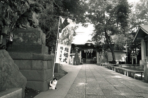 Cat Portrait by T.Yamashita on Flickr.