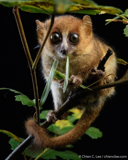 Brown Mouse Lemur, Chien C. Lee